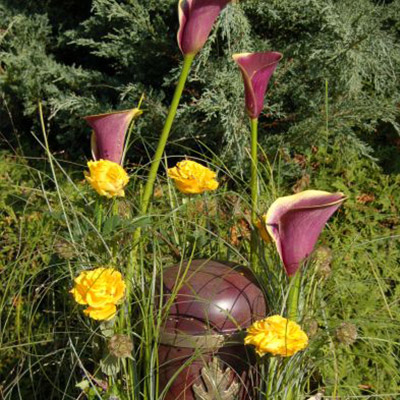 Blumen Weese - Urne mit Calla